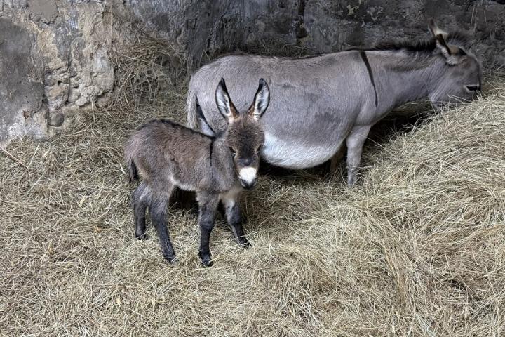 Lily Francarolis ânesse miniature MDR