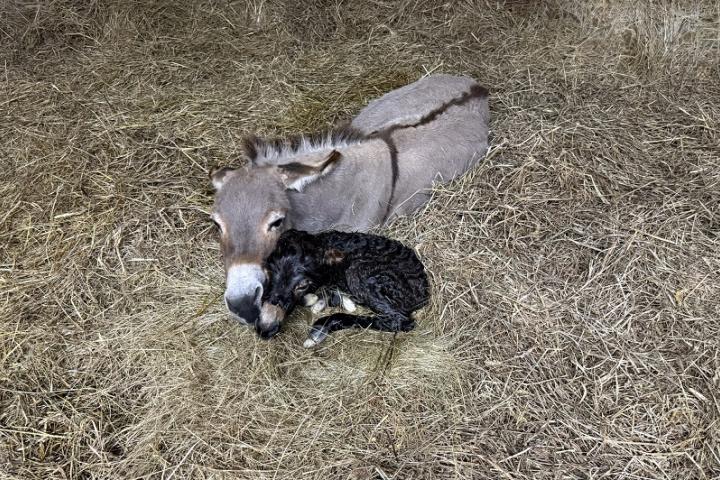  Naissance de Lily Francarolis ânesse miniature MDR