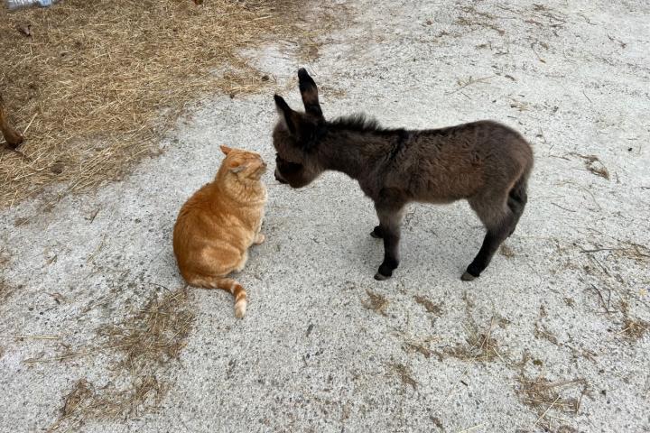 Lolla Francarolis et Tictic le chat