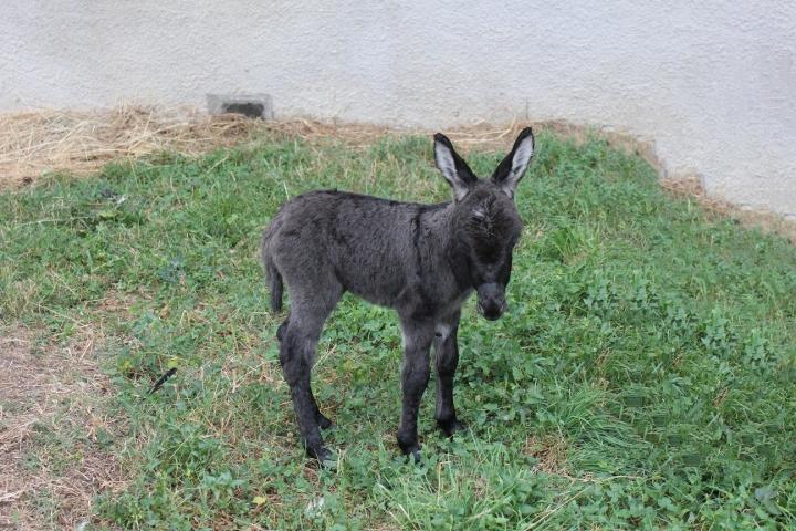 Lui Francarolis mâle miniature aux yeux bleus foncés