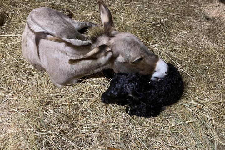 Lui à la naissance