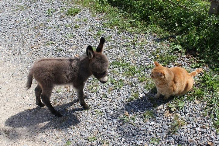 Lutin ânon mâle microminiature américain et le chat