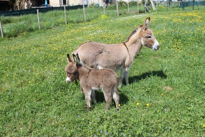 Milo Francarolis et Pinky sa maman