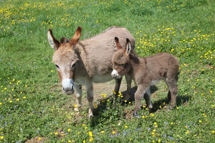 Milo Francarolis et sa maman Pinky