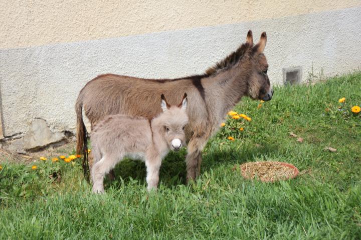 Mimi ânesse ultramini brune et son ânon