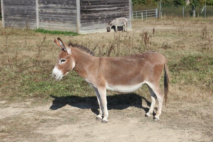 Mindy anesse rouge americaine