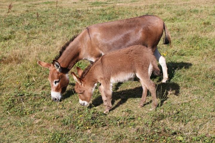 Mindy et Flama Francarolis