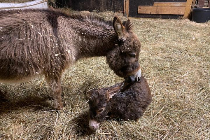 Naissance de Miya Francarolis ânesse ultramini rouge