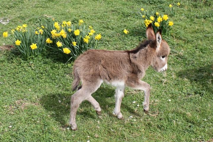 Miya Francarolis dans les jonquilles