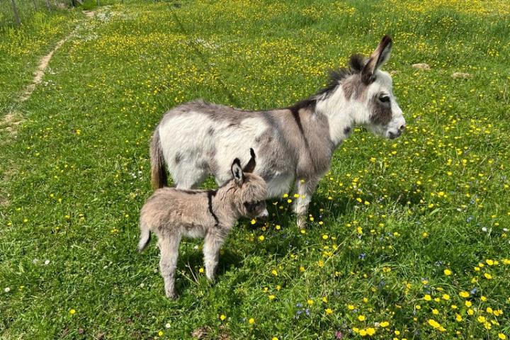 M Lancelot et sa maman Berline ânesse de 70 cm