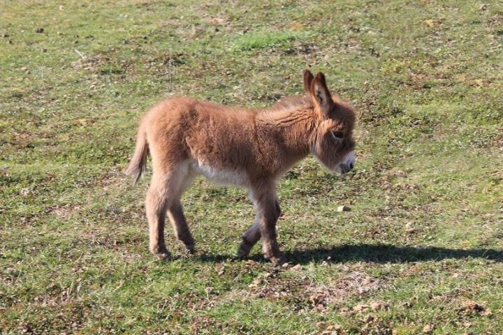 Nala Francarolis ânesse rouge micromini américaine