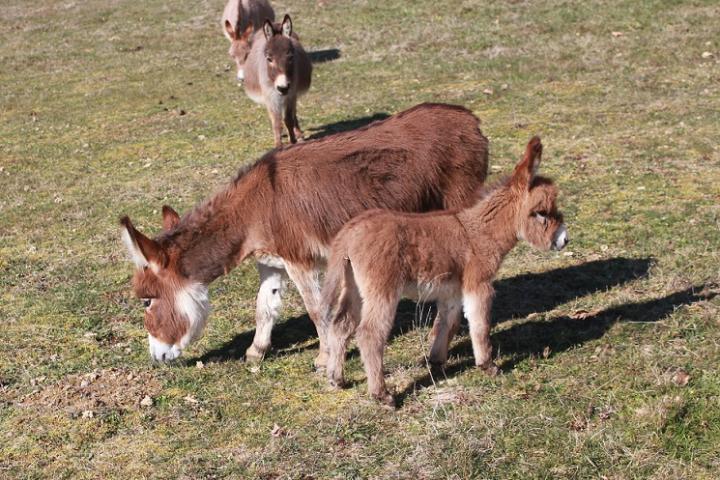 Nala Francarolis et Capucine 