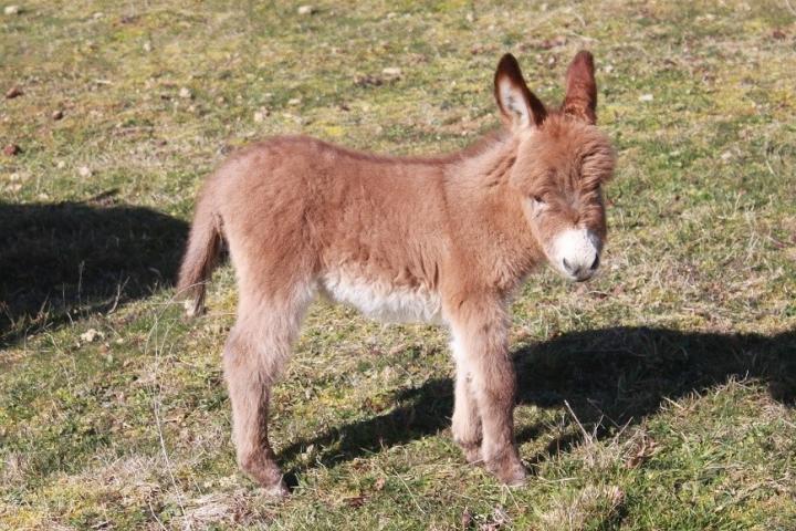 Nala Francarolis ânesse ultraminiature rouge américaine MDR