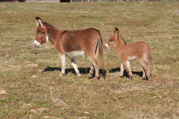 Nala Francarolis et Capucine les Anons de Florisa sa maman