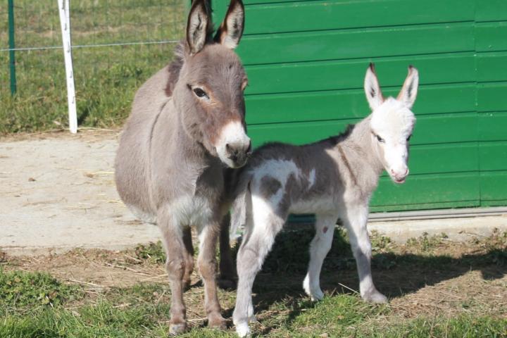 Nelson Francarolis et Armonie sa maman