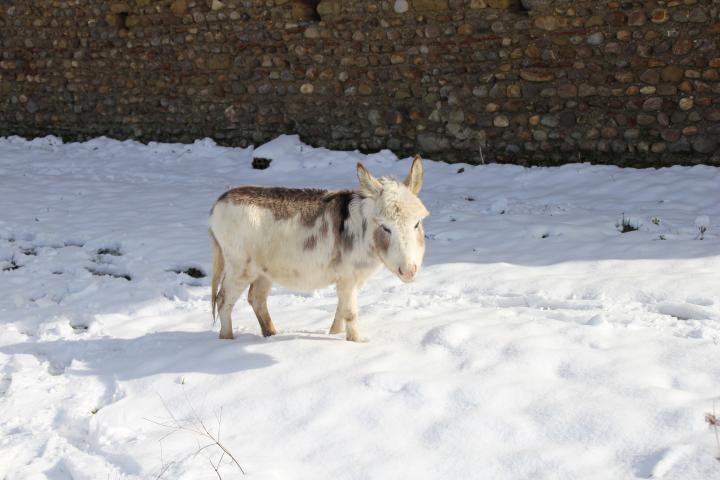 Nic-Nac notre reproducteur microminiature pie dans la neige