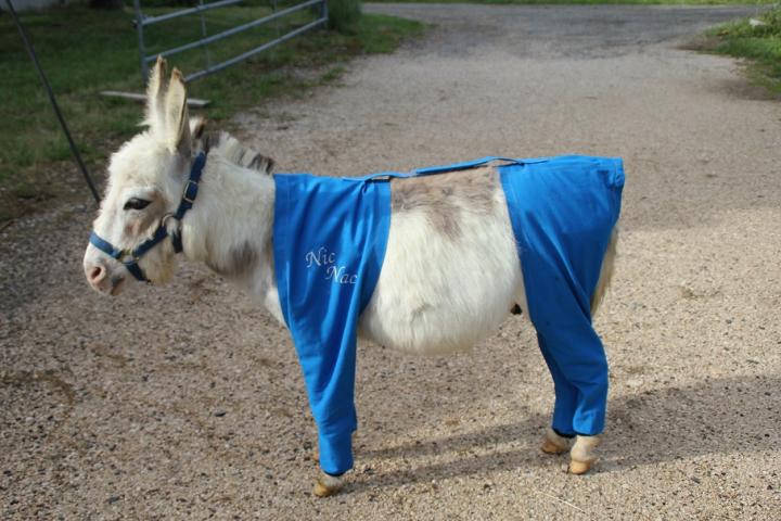 Nic-Nac, l'âne en culotte bleue pour le protéger des piqûres d'insectes