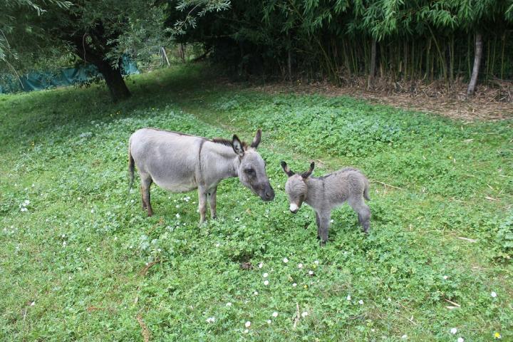 Nikita ânesse microminiature et sa maman Viktoria