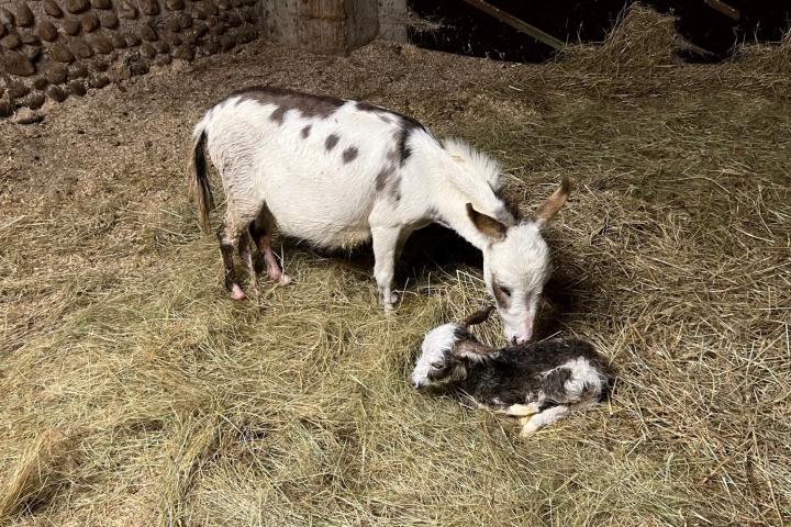 Nina Francarolis ânesse microscopique de 35 cm à la naissance