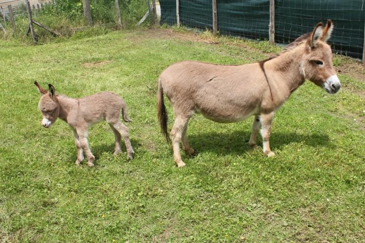 Noé Francarolis ânon mâle miniature et Fauve sa maman