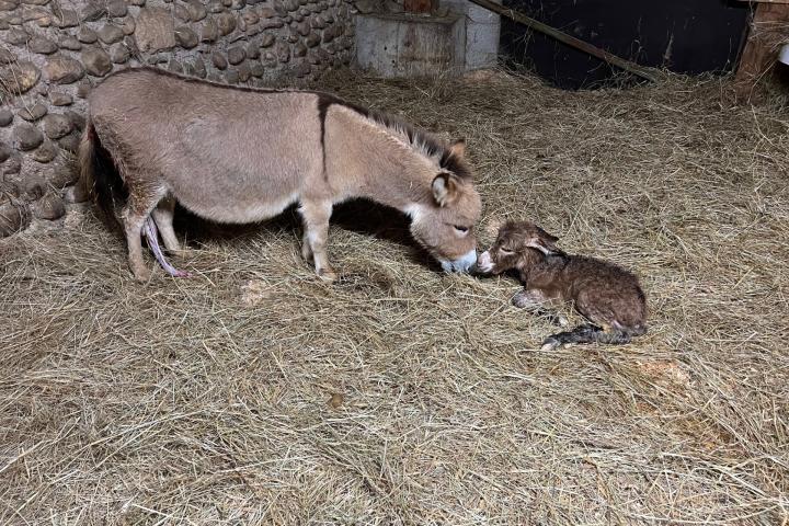 Naissance de Noé Francarolis et Fauve sa maman