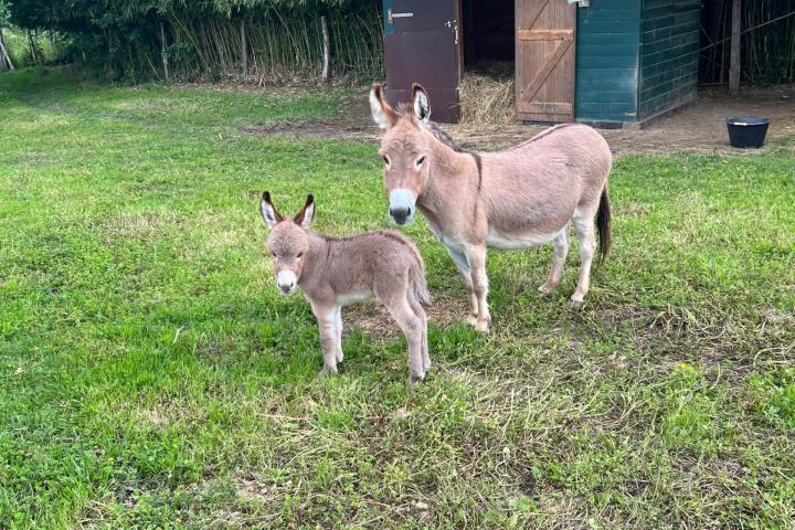 Noé Francarolis et Fauve Francarolis sa maman miniature rouge clair