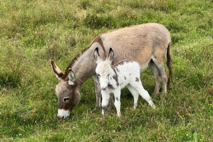 Normandie Francarolis ânesse micro pie et Harmonie sa maman