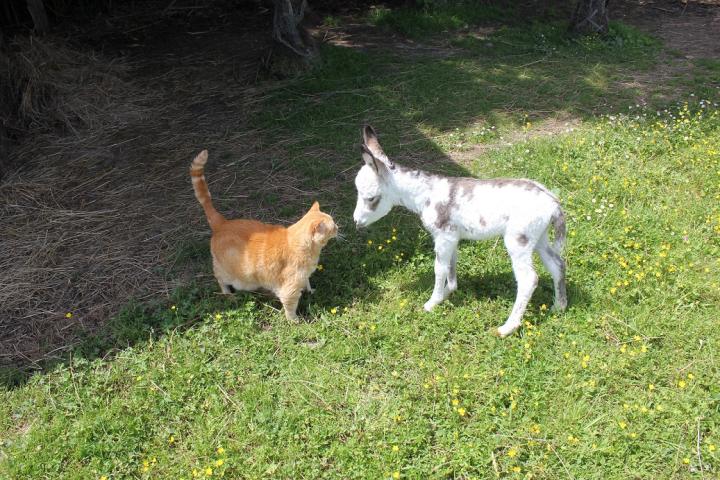 Normandie Francarolis ânesse micromini pie et Tictic le chat