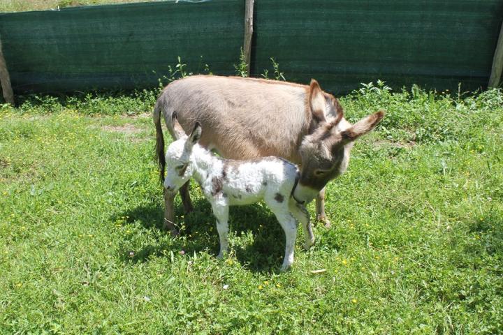 Normandie Francarolis ânesse MDR pie et sa maman 