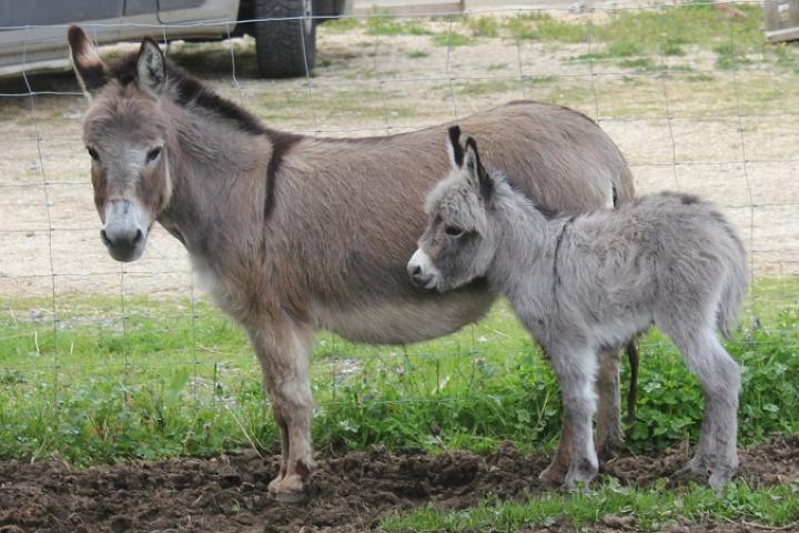 Nounette Francarolis et sa maman Twinkie ânesse grise ultramini