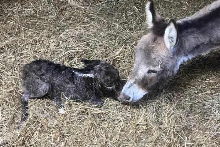 Nounette Francarolis à la naissance