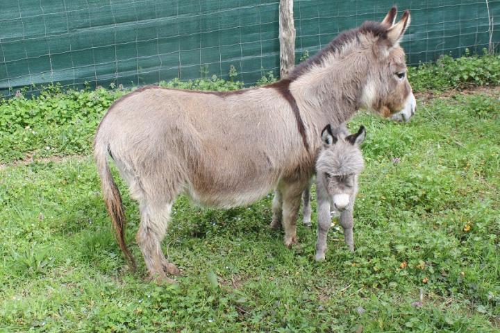 Nounette adorable ânesse miniature américaine et sa maman Twinkie