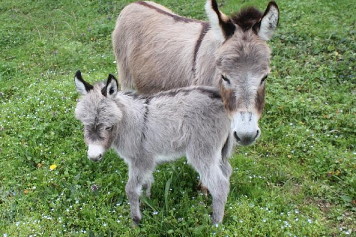 Nounette Francarolis et Twinkie sa maman ânesse miniature