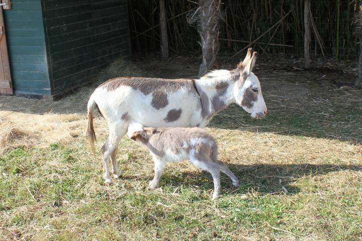 Nova Francarolis ânesse micromini pie et Xanadu sa maman