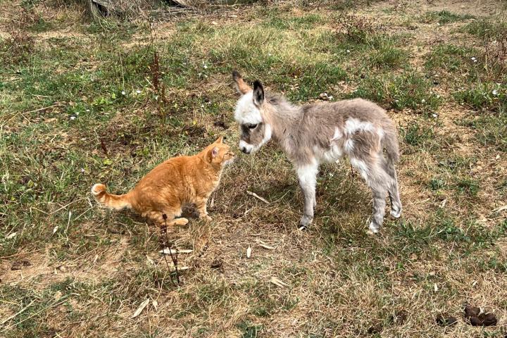 Nova Francarolis ânesse micro pie et Chipie la chatte