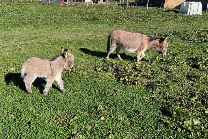 Opale Francarolis ânesse micromini et sa maman Rose