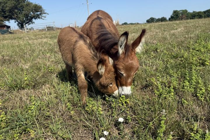 Papyrus Francarolis ânon mâle rouge microminiature MDR