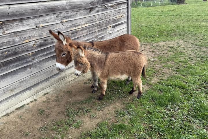 Papyrus Francarolis ânon mâle rouge microminiature MDR