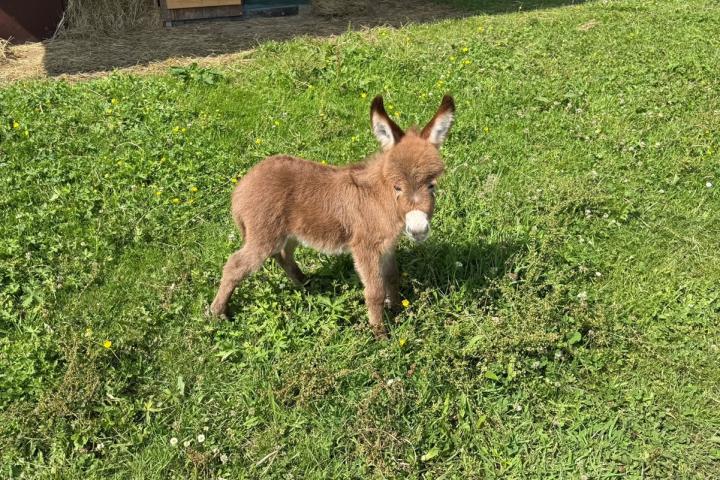 Papyrus Francarolis âne rouge micromini MDR