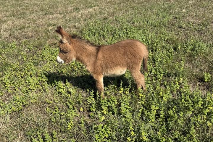 Papyrus Francarolis âne micromini rouge MDR
