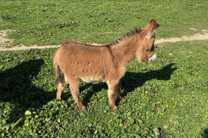 Papyrus Francarolis ânon mâle rouge microminiature MDR