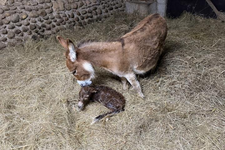 Papyrus Francarolis mâle rouge micro MDR naissance