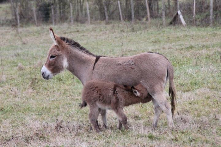 Pinky et helios son ânon rouge ultramini