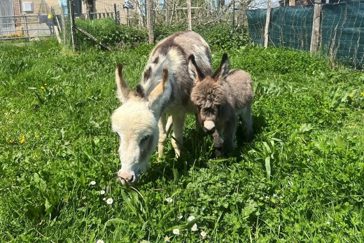 Poppi Francarolis et Lolita sa maman ânesses micros MDR