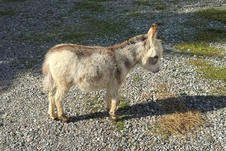 Ptitane Francarolis mâle micromini pie MDR