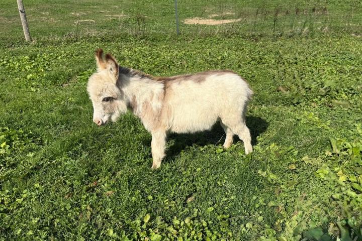 Ptitâne Francarolis mâle pie microminiature MDR