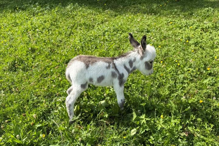 Ptitâne Francarolis ânon micromini pie MDR