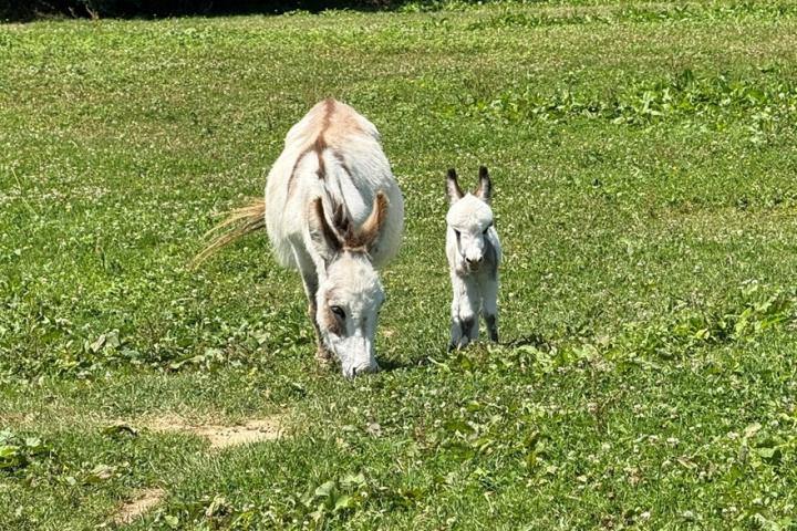 Ptitâne Francarolis âne micromini pie MDR