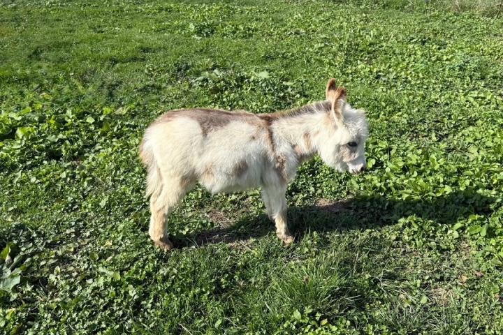 Ptitâne Francarolis mâle pie microminiature MDR