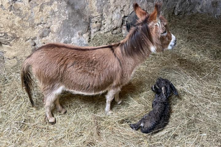 Quincy Francarolis mâle micro MDR naissance